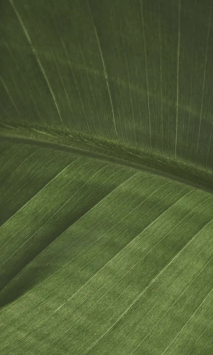 Close view of green leaves